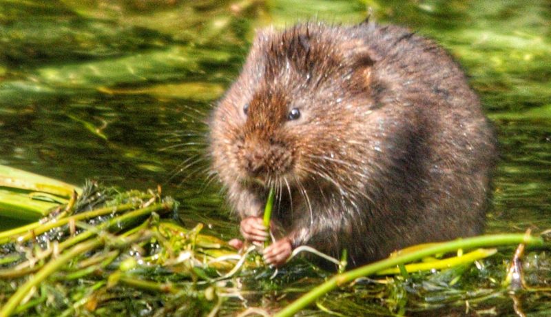 Endangered Water Voles Given New Sanctuary