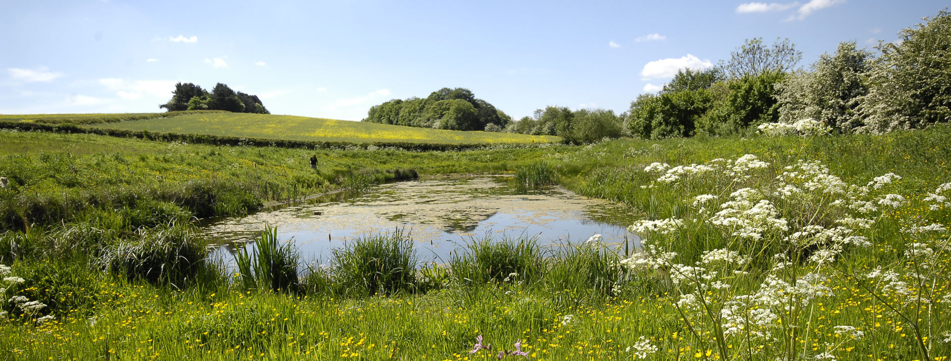 Field with pond in summer