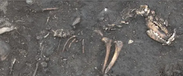 Early Anglo Saxon Dog Skeleton