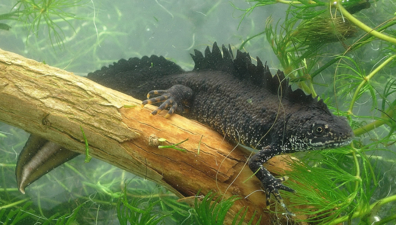 We’re working with Network Rail to protect great crested newts