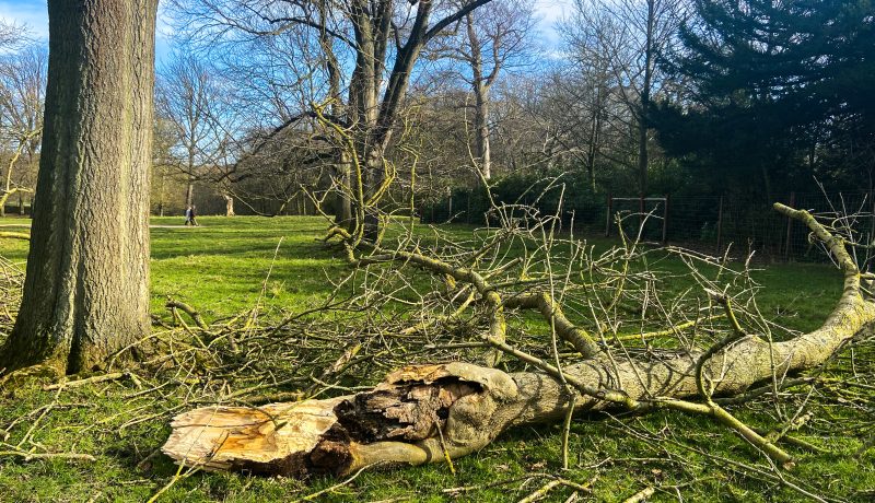 Stormy weather – how storm-damaged trees fall