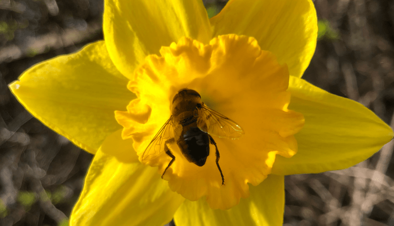 Bee in Daffodil Flower
