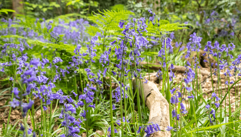 Bluebells caught in full bloom at local ancient woodland