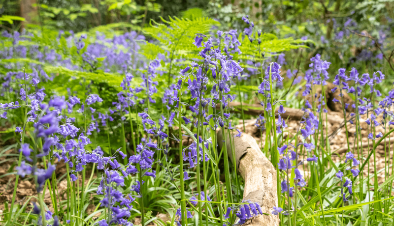Bluebells caught in full bloom at local ancient woodland