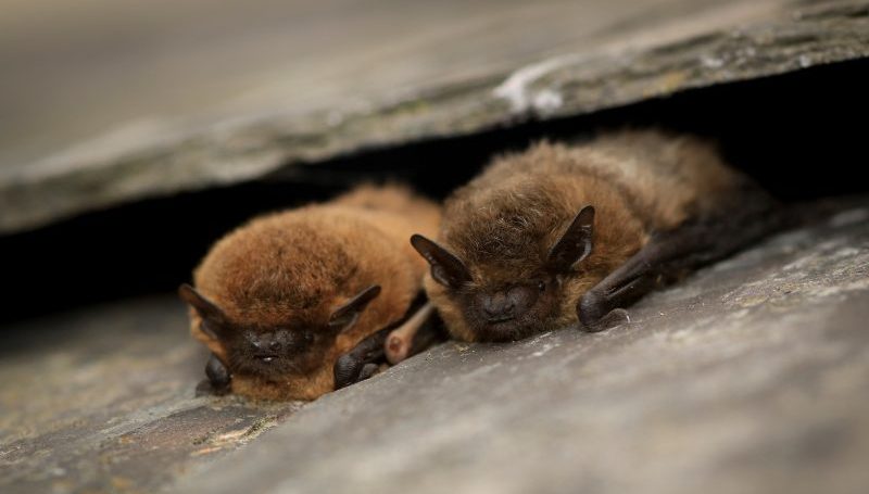 We’re working with Sheffield City Council to protect bats as 5000 homes are re-roofed