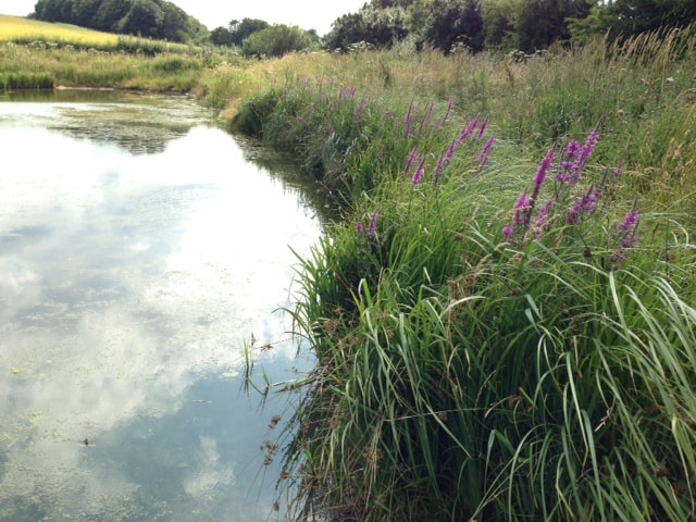 Stainsby Wetland