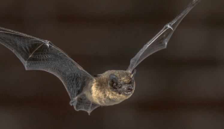 Ecus’s Ecology teams lead the way in bat survey progress