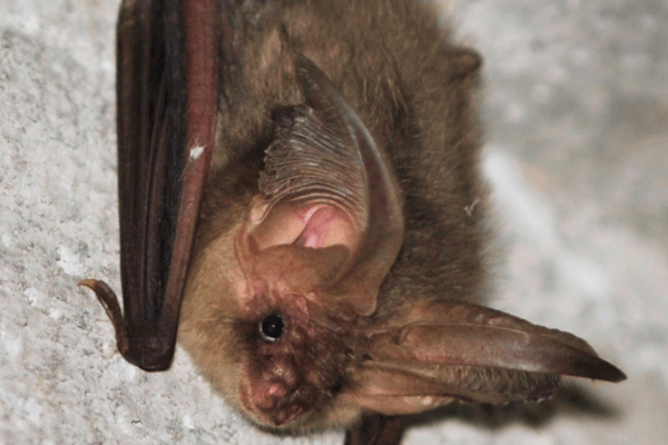 Bat Survey