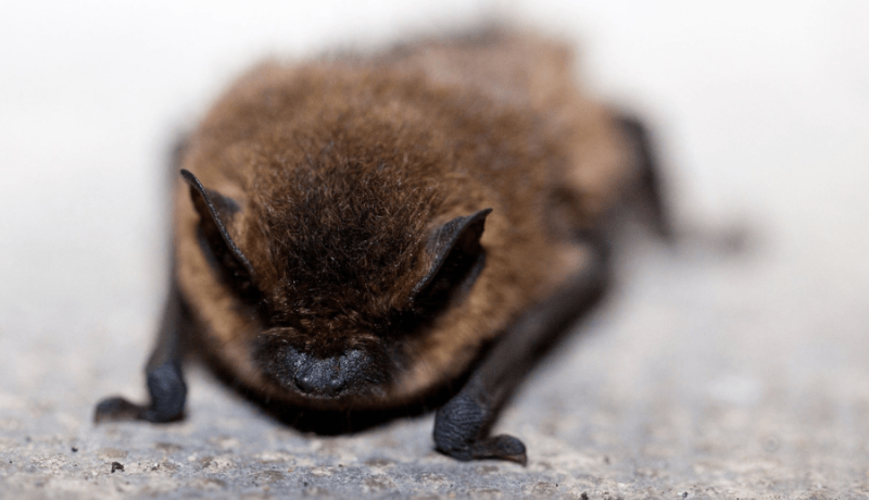 Bat week – a discovery of roosts