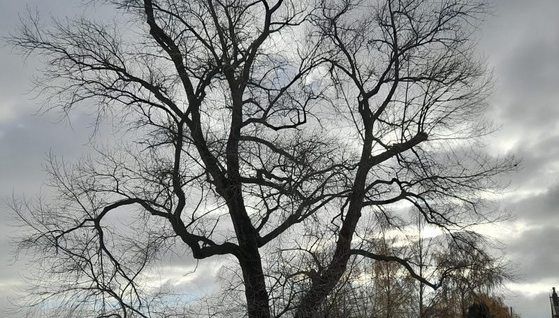 National Tree Week – the history of Manchester’s black poplar