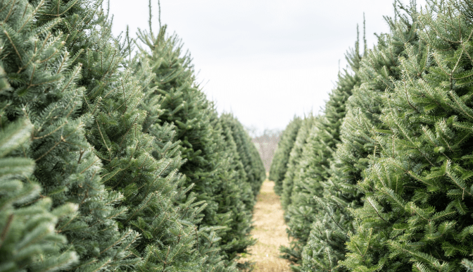 National Tree Week – your sustainable Christmas tree choices