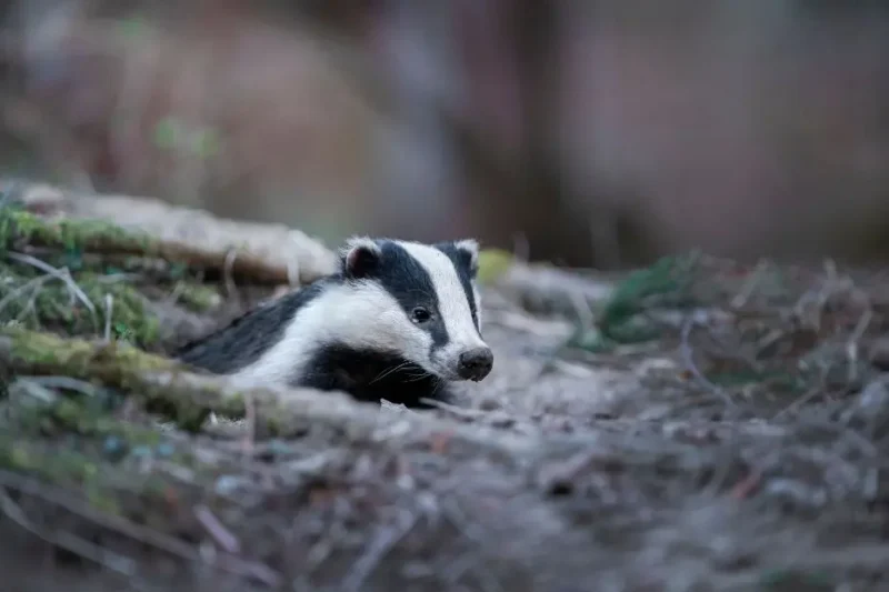 Badger