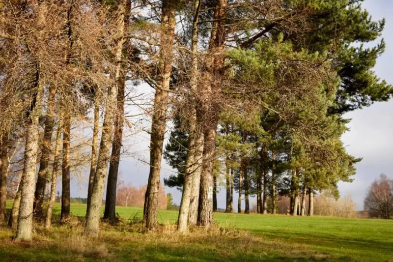 Hope Valley trees