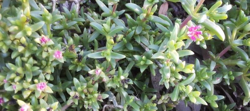 Developing innovative assessment and management techniques for New Zealand Pigmyweed