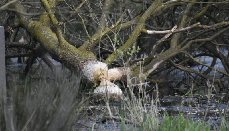 Ecology teams see beaver biodiversity project in action