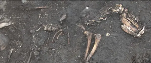 Anglo Saxon dog skeleton
