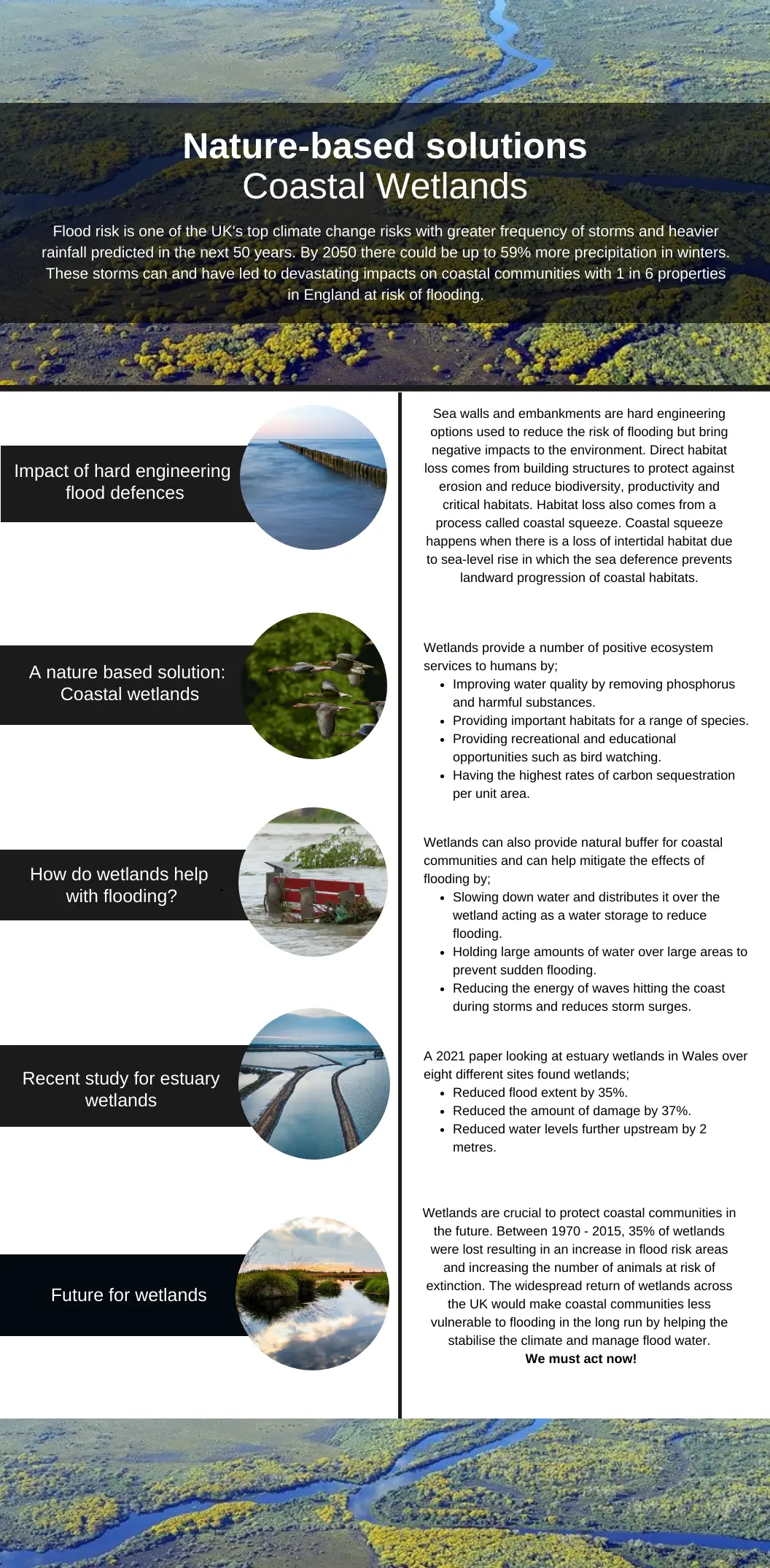 Wetland infographic
