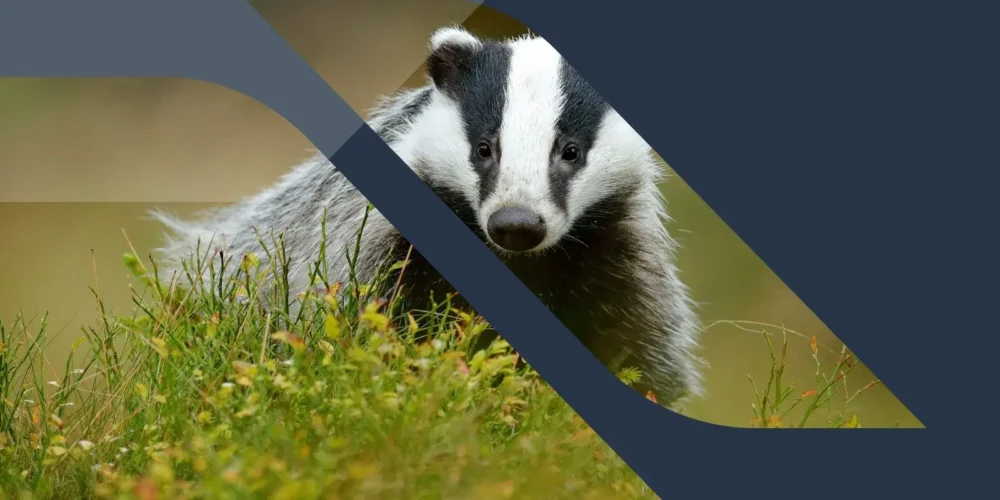 Badger in grass