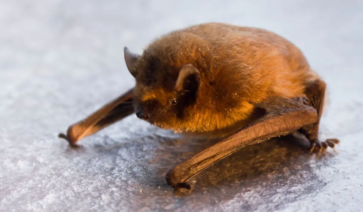 Bat