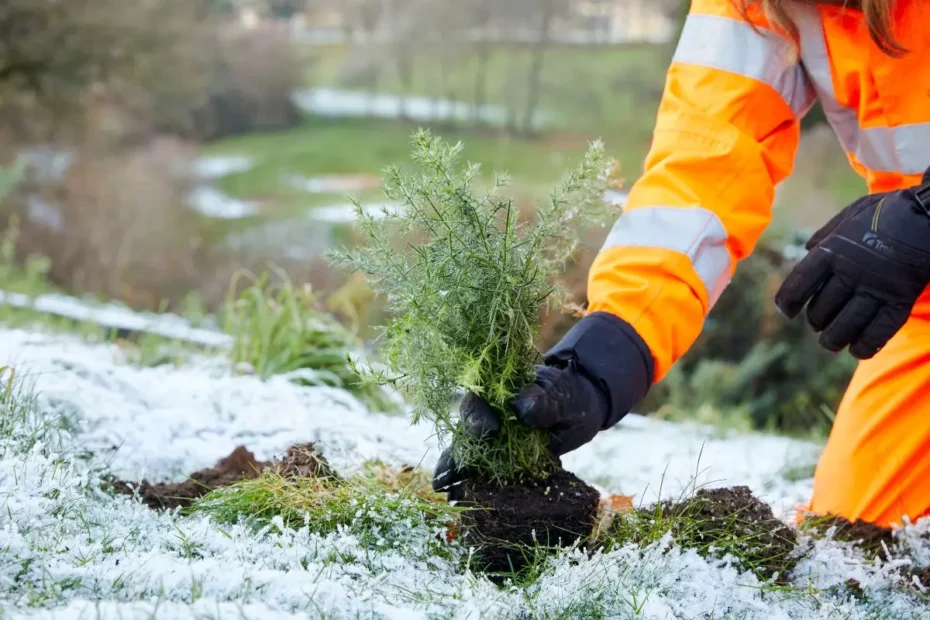 Planting a tree