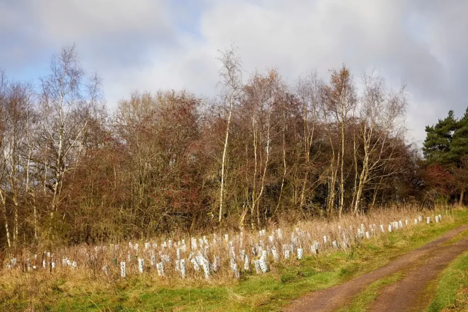 Planting trees
