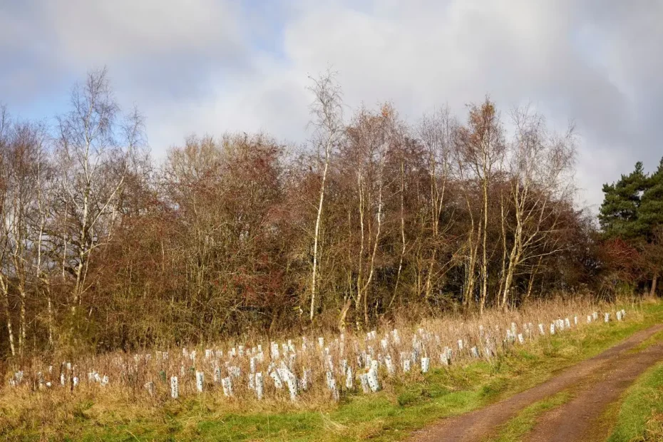 Planting trees