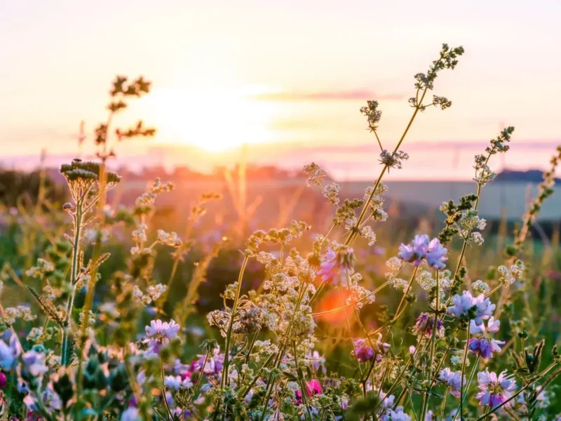 Wildflowers