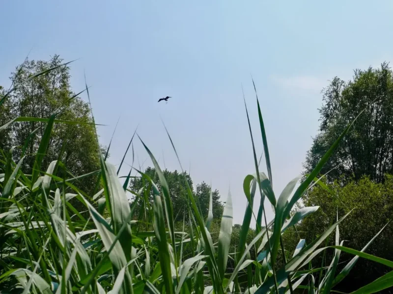 Grey heron