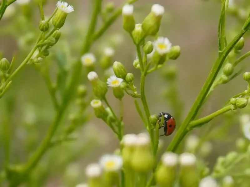 Ladybird on plant